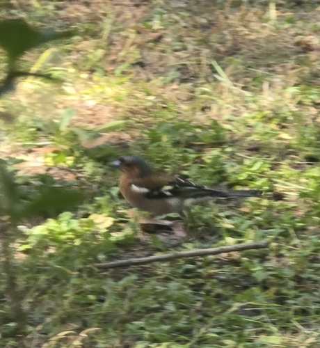 Common Chaffinch