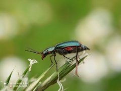 Malachius bipustulatus