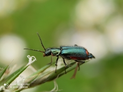 Malachius bipustulatus