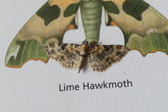 Eupithecia pulchellata