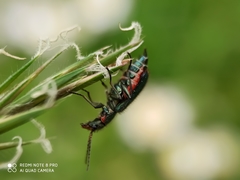 Malachius bipustulatus