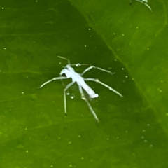Macrosiphum euphorbiae
