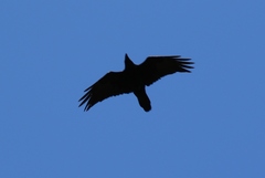 Corvus corax kamtschaticus