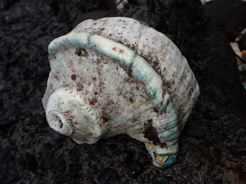Turbo marmoratus observed 2026-06-13