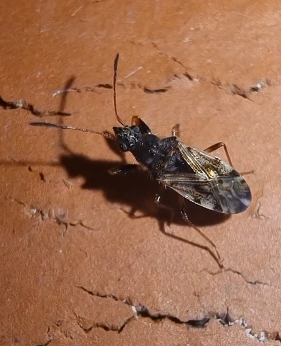 Remaudiereana inornata