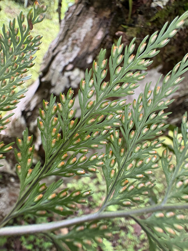 Davallia trichomanoides, photograph 6