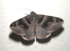 Dysgonia angularis