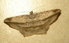 Chiasmia rectistriaria