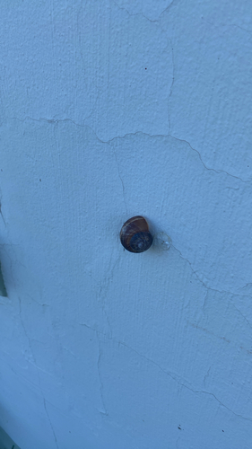 Turkish Snail