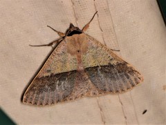 Ophyx ochroptera