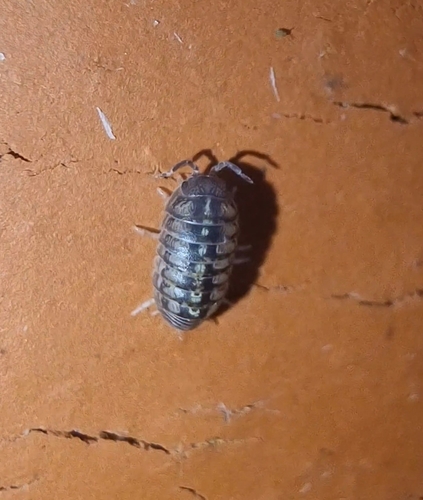 Common Pill Woodlouse