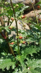 Scrophularia rubricaulis