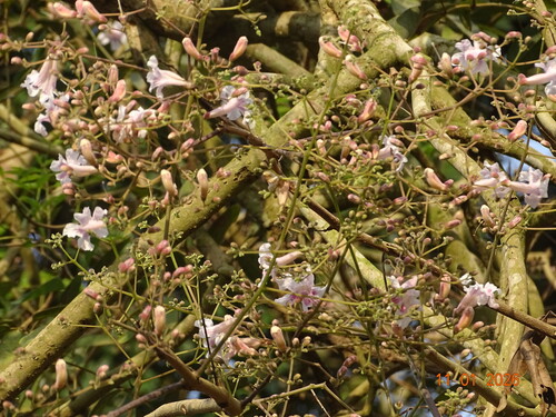 pink-jacaranda