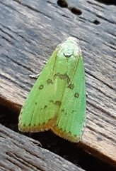 Doloessa viridis