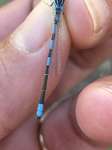 Dainty Damselfly
