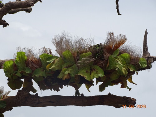 Angola staghorn fern