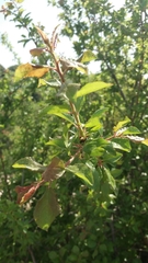 Pistacia terebinthus palaestina