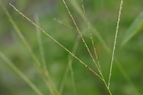 Digitaria leptalea iNat (2)