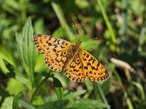 Boloria perryi