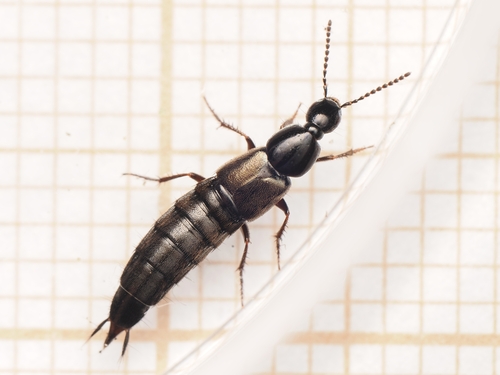 Philonthus carbonarius observed 2026-06-13
