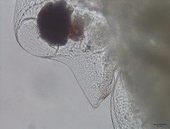 Daphnia galeata