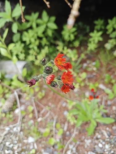 orange hawkweed