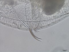 Daphnia galeata