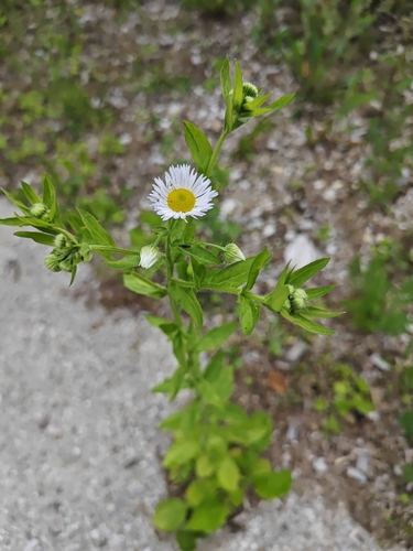 annual fleabane