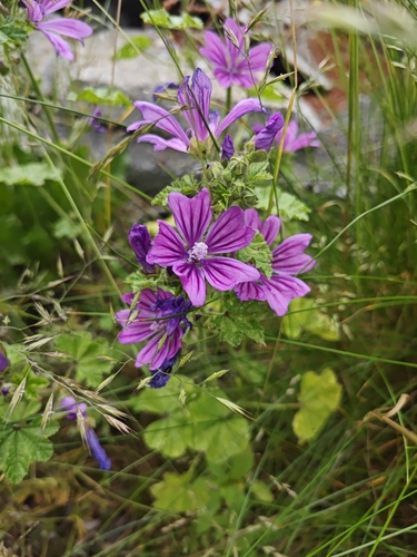 Common Mallow