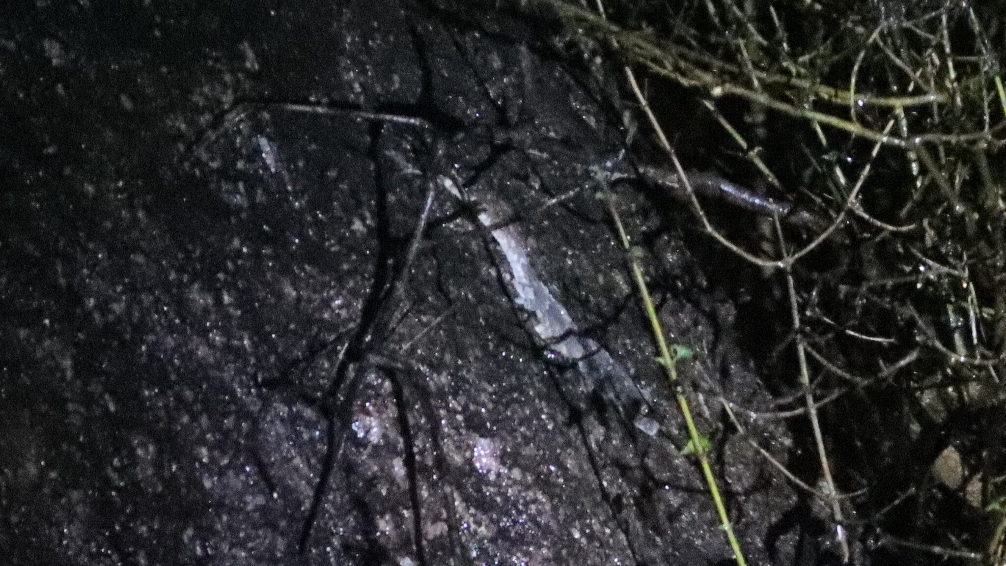 Chandanapalli Half-Toed Gecko photo 4
