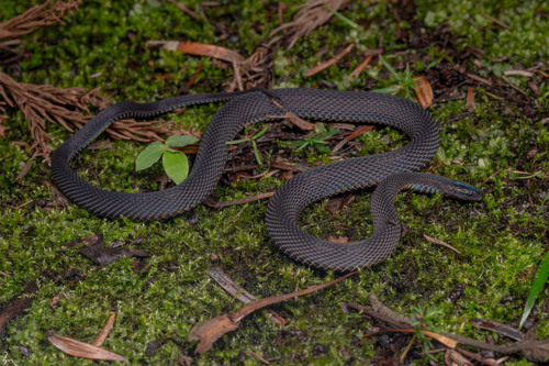 Peters' Odd-scaled Snake