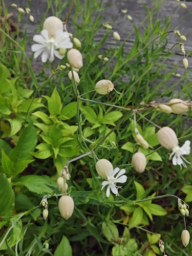 bladder campion