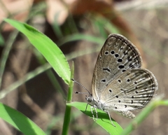 Pseudozizeeria maha