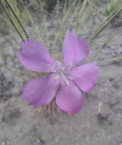 Apennine wood pink