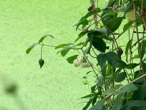 Clematis huchouensis