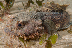 Batrachomoeus dubius