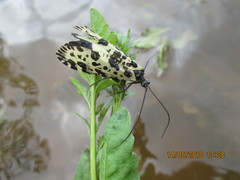 Semblis phalaenoides