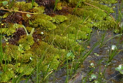 Salvinia cucullata