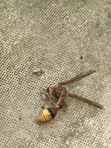 Okinawa Mud Wasp