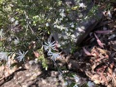 Pseudanthus pimeleoides