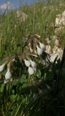 Symphytum brachycalyx