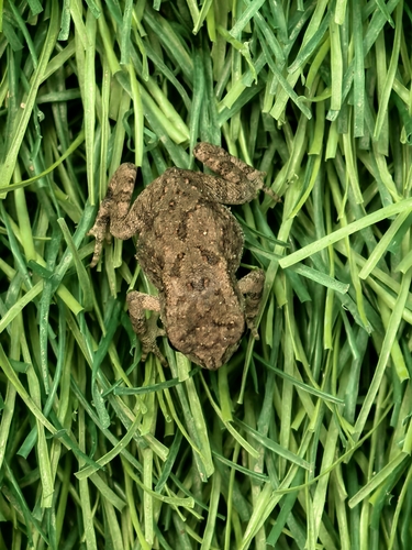 Asian Common Toad