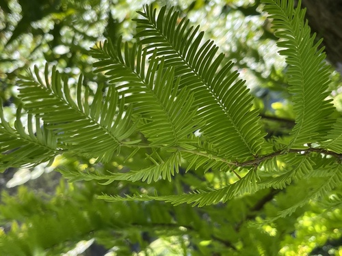 Ein weiteres Foto von Dawn redwood