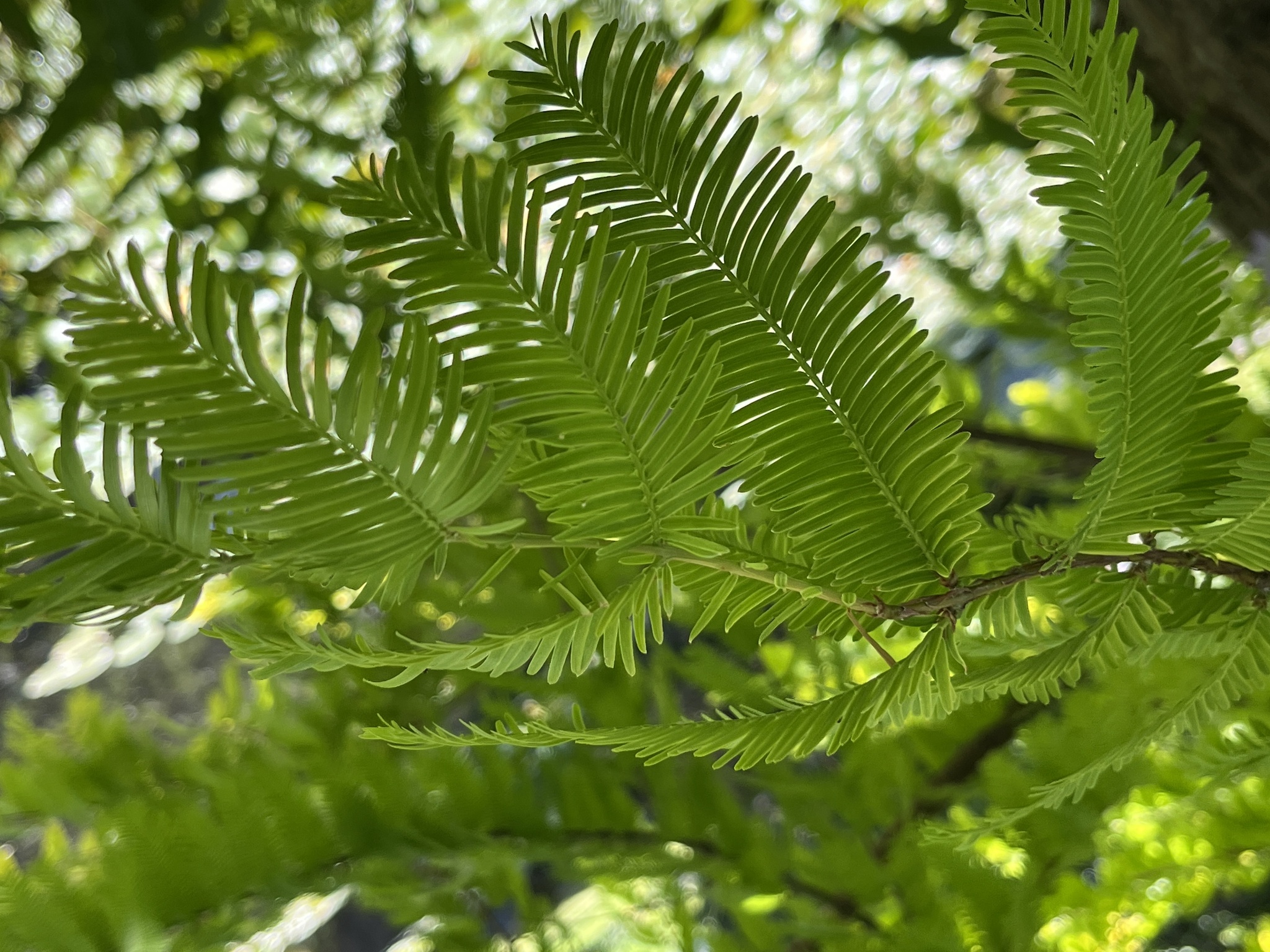 Dawn Redwood (Metasequoia glyptostroboides)