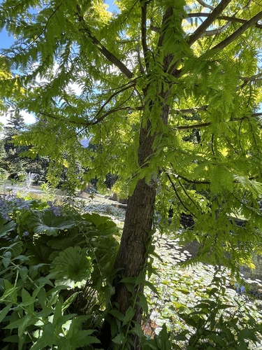 Metasequoia glyptostroboides, photograph 1