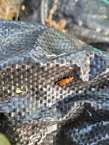 Common Red Soldier Beetle