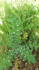 Carduus argentatus