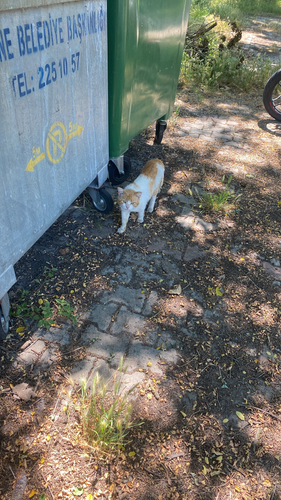 Domestic Cat
