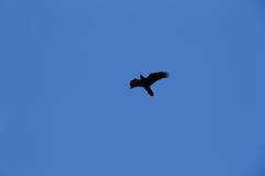 Corvus corax kamtschaticus