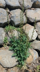 Scrophularia rubricaulis